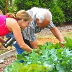 Farmers Branch Community Garden at Chapel Hill UMC