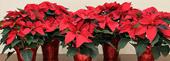 Poinsettia Orders Due December 7